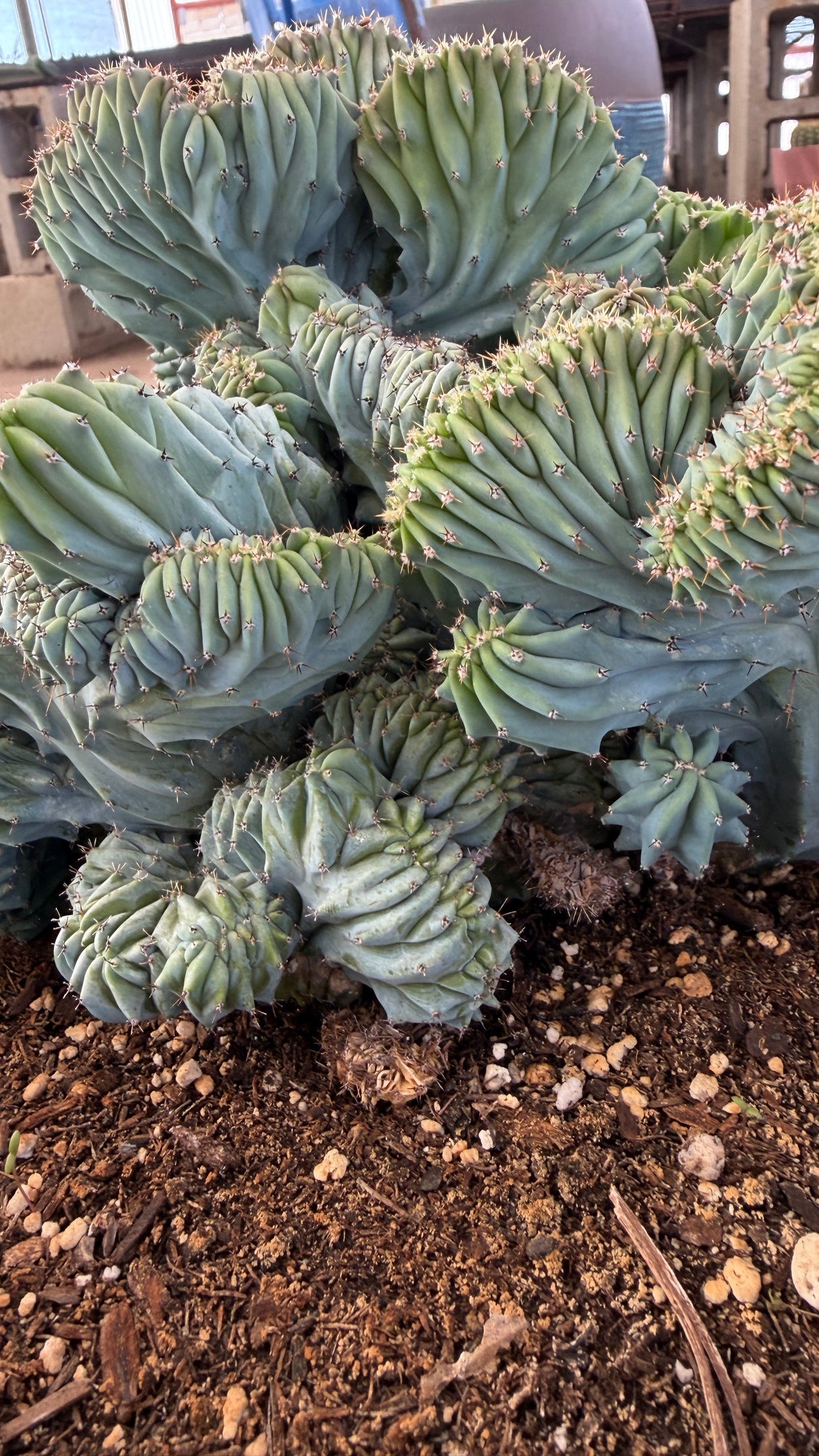 Close view of the brain-like folds tipped with green rosettes
