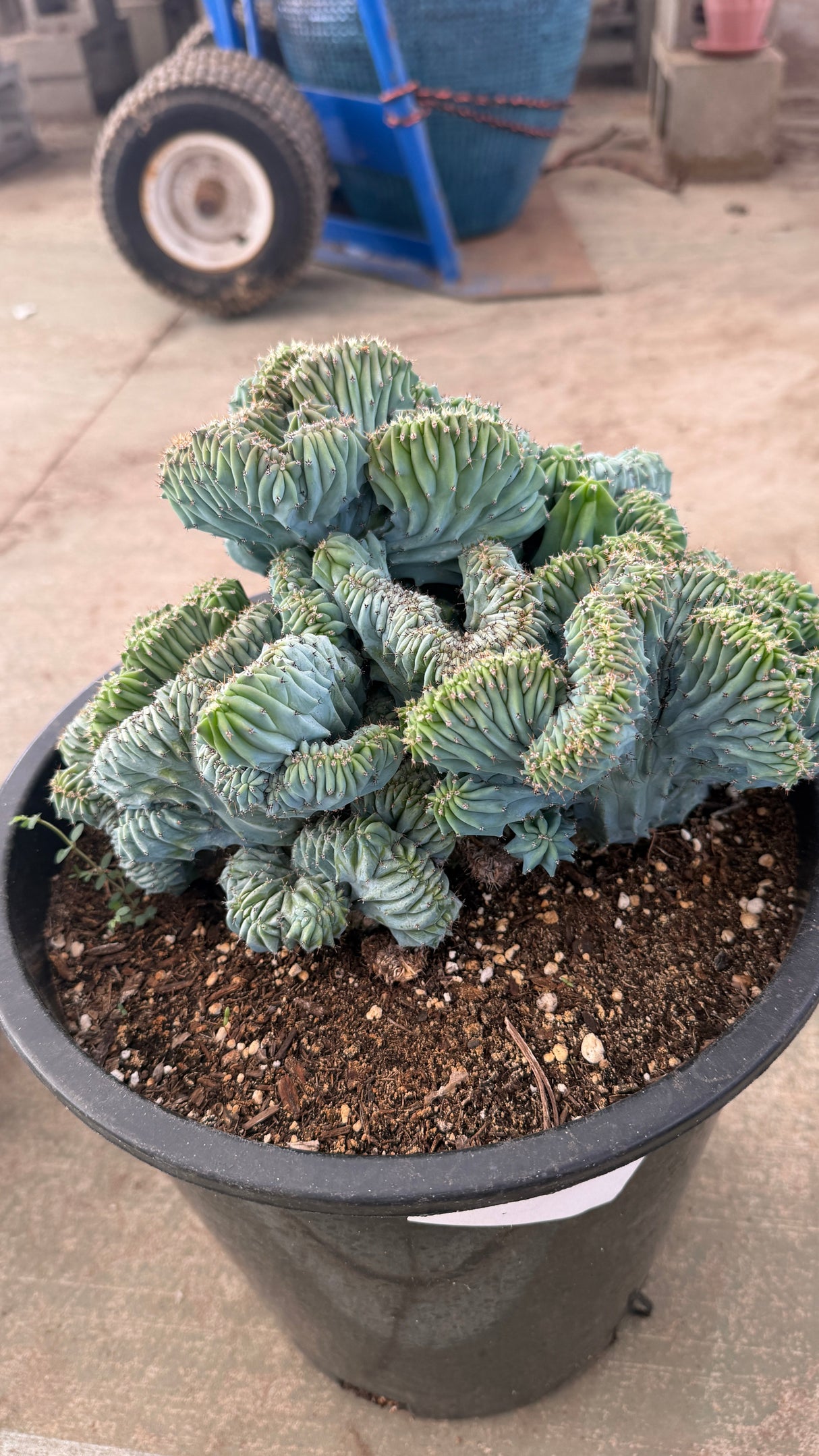 Full view of the 9 inch crested dome
