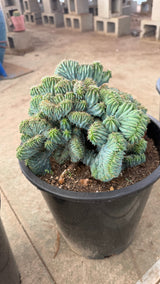 Side view of the gold spine crest in its nursery pot