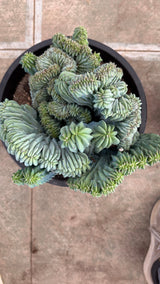 Top-down view of the swirling crested fans