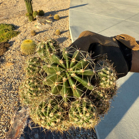 Front view of Easter Lily Cactus clump with multiple stems