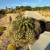 Bare-root Easter Lily Cactus clump ready for planting
