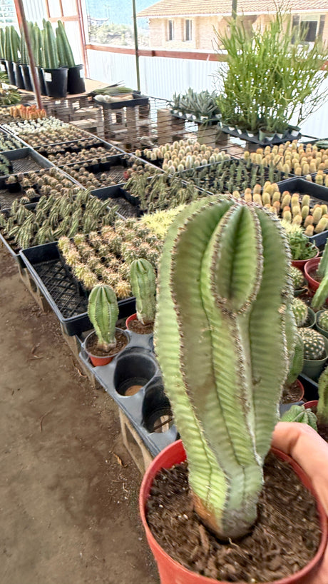 Large Euphorbia anoplia Tanzanian Zipper Plant clump about 9.5 inches tall