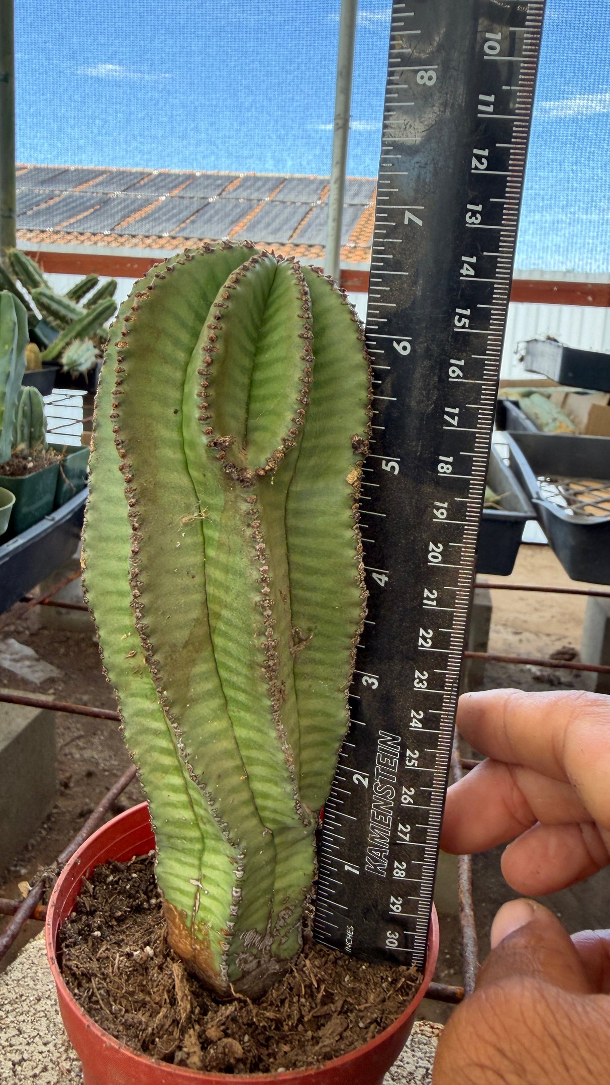 Large Euphorbia anoplia Tanzanian Zipper Plant with ruler showing about 9.5 inches tall