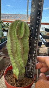 Large Euphorbia anoplia Tanzanian Zipper Plant with ruler showing about 9.5 inches tall