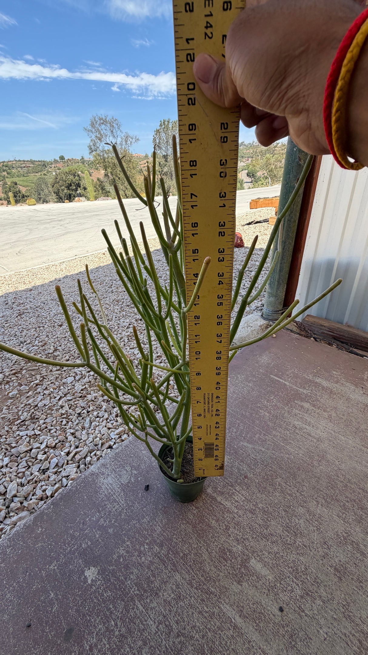 XL Euphorbia tirucalli Sticks on Fire Pencil Cactus with yardstick showing about 20 inches tall