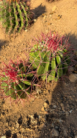 Ferocactus pilosus Mexican Fire Barrel cluster with red spines