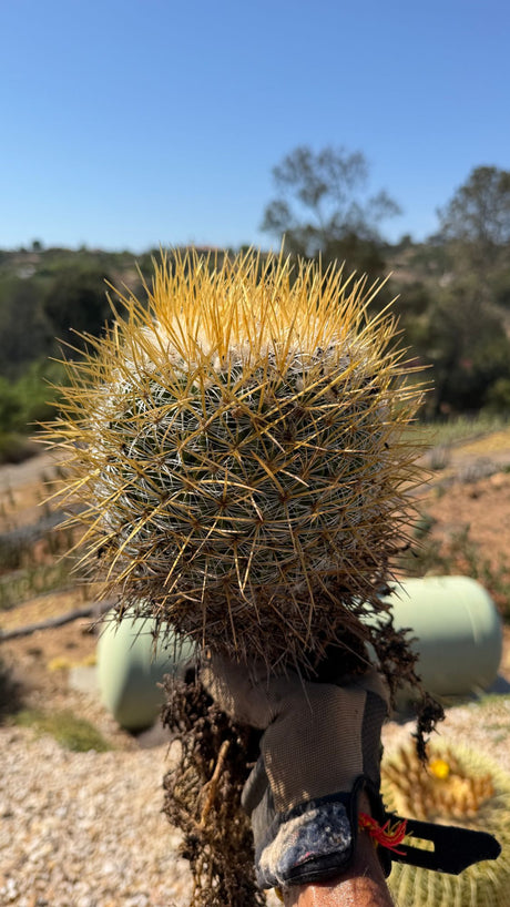 Golden Pincushion Cactus Mammillaria muehlenpfordtii bare root specimen with golden spines and woolly crown, exact plant for sale