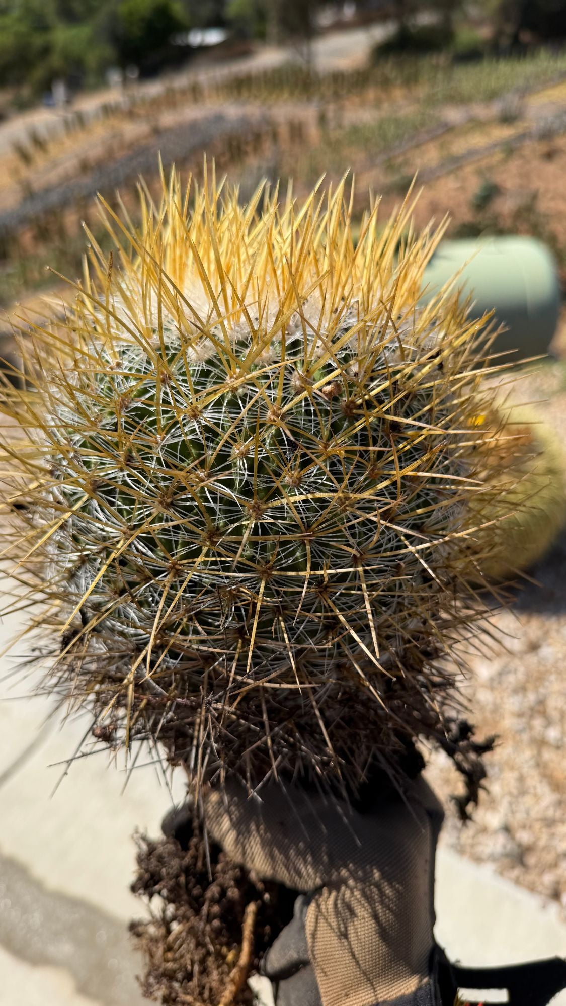 Golden Pincushion Cactus Mammillaria muehlenpfordtii close up of yellow spines and white wool