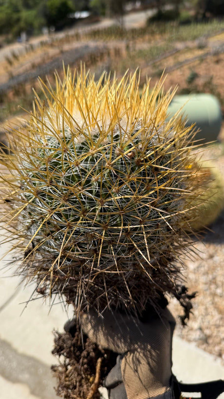Golden Pincushion Cactus Mammillaria muehlenpfordtii close up of yellow spines and white wool