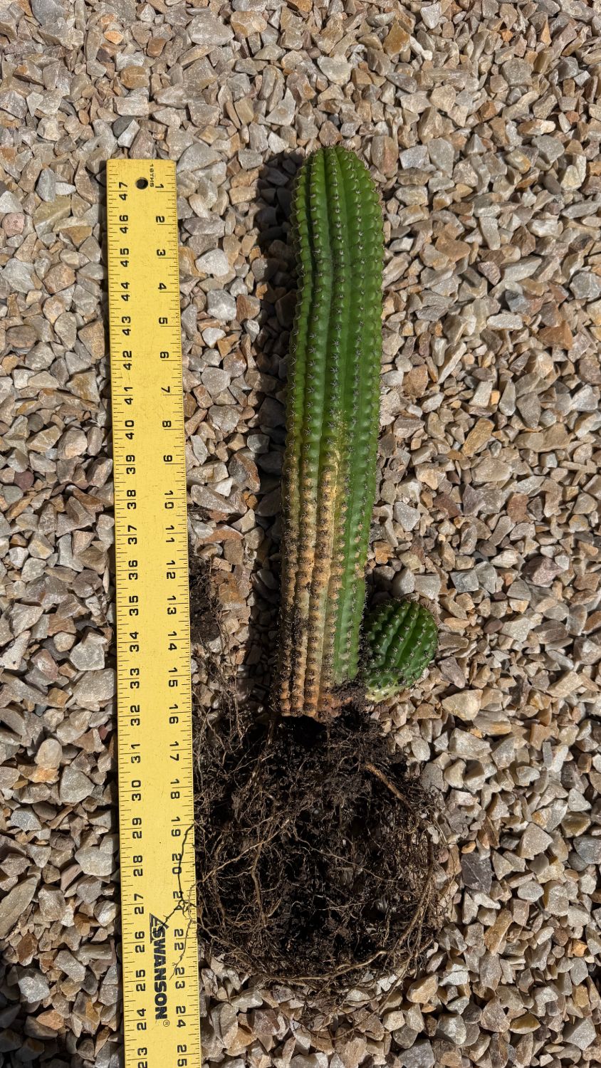 Indian Comb Cactus Trichocereus brevispinulosus bare root specimen with ruler, approx 14 inch stem with offset pup, exact plant for sale