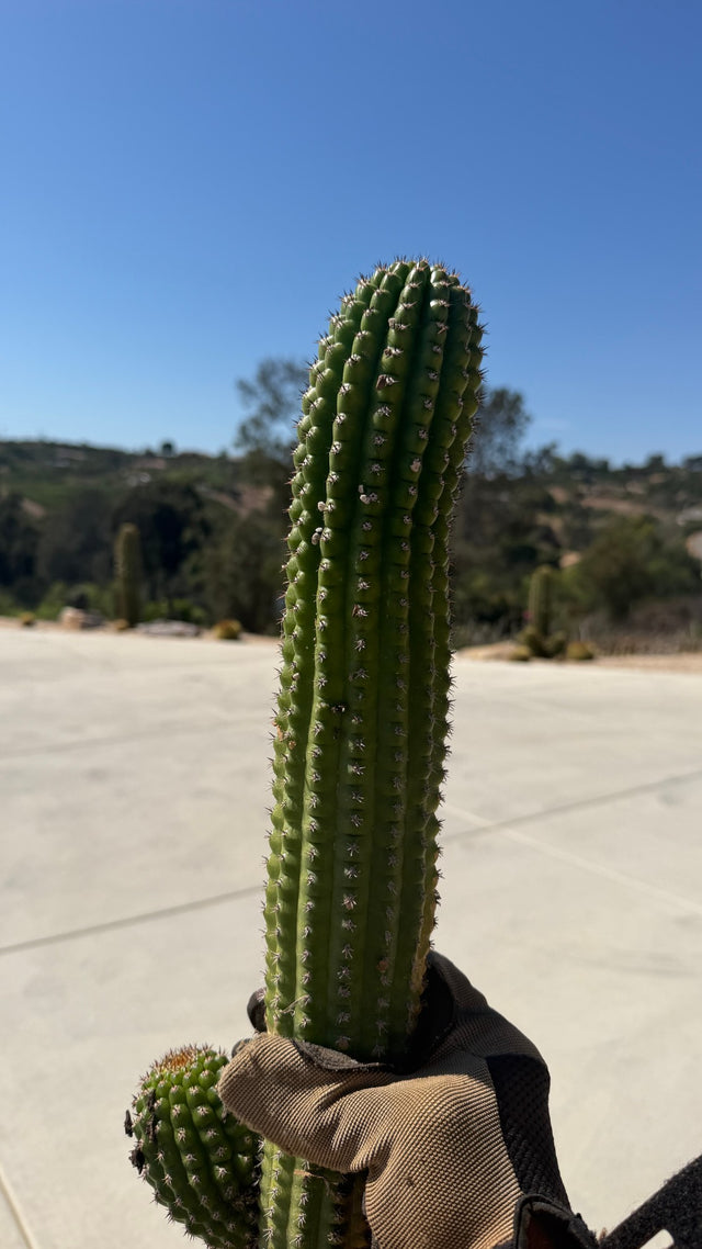 Indian Comb Cactus Trichocereus brevispinulosus one of a kind bare root column, exact plant for sale