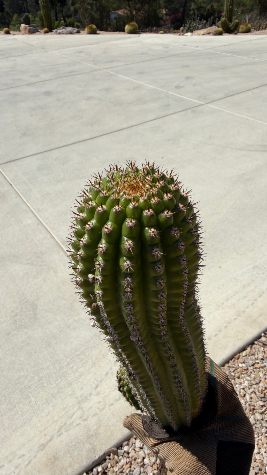 Indian Comb Cactus Trichocereus brevispinulosus top view showing ribs and spines