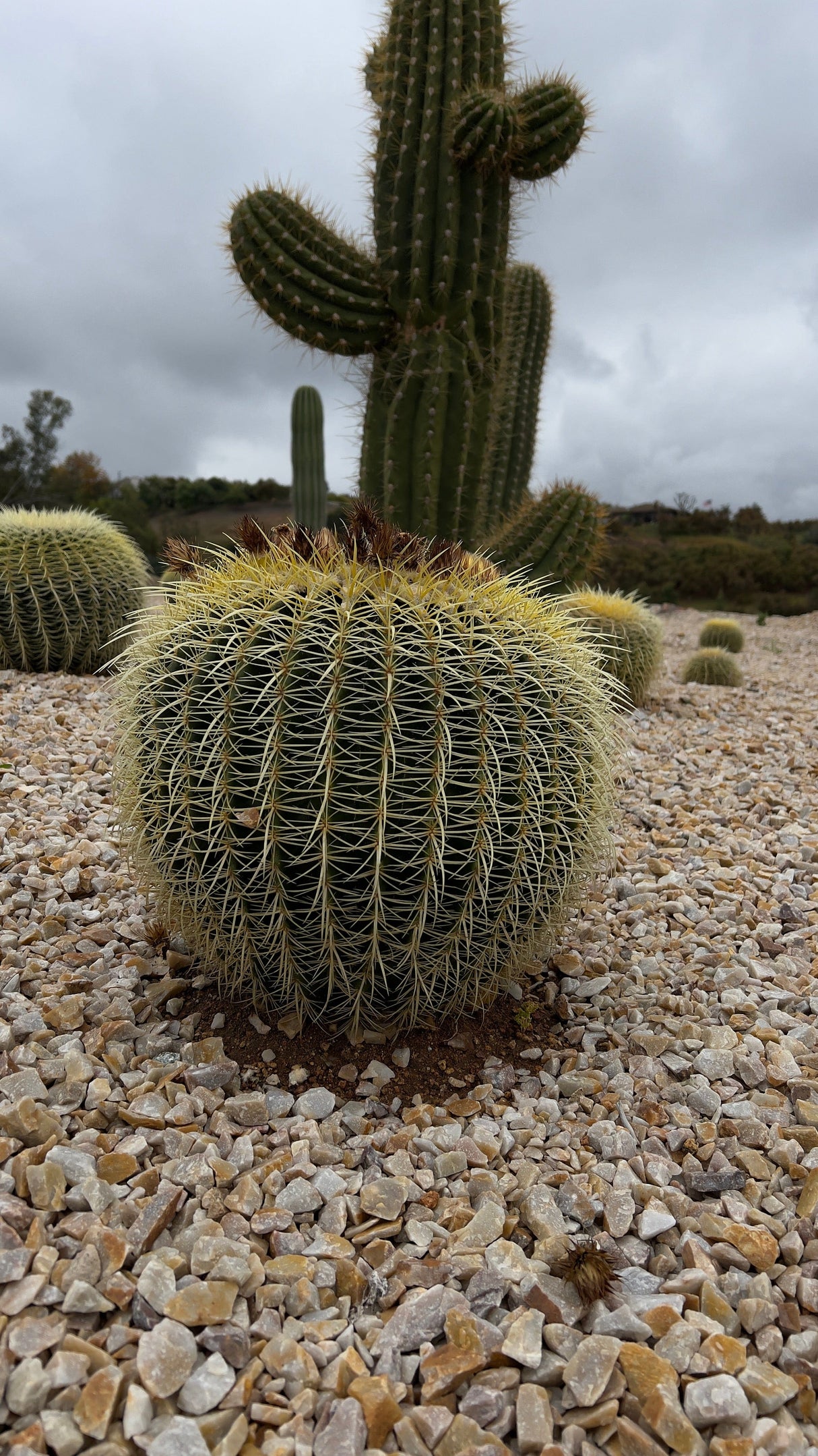 Luxury Desert Landscape Cactus Bundle