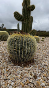Luxury Desert Landscape Cactus Bundle