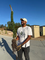 Closeup of Madagascar Ocotillo roots bare root plant