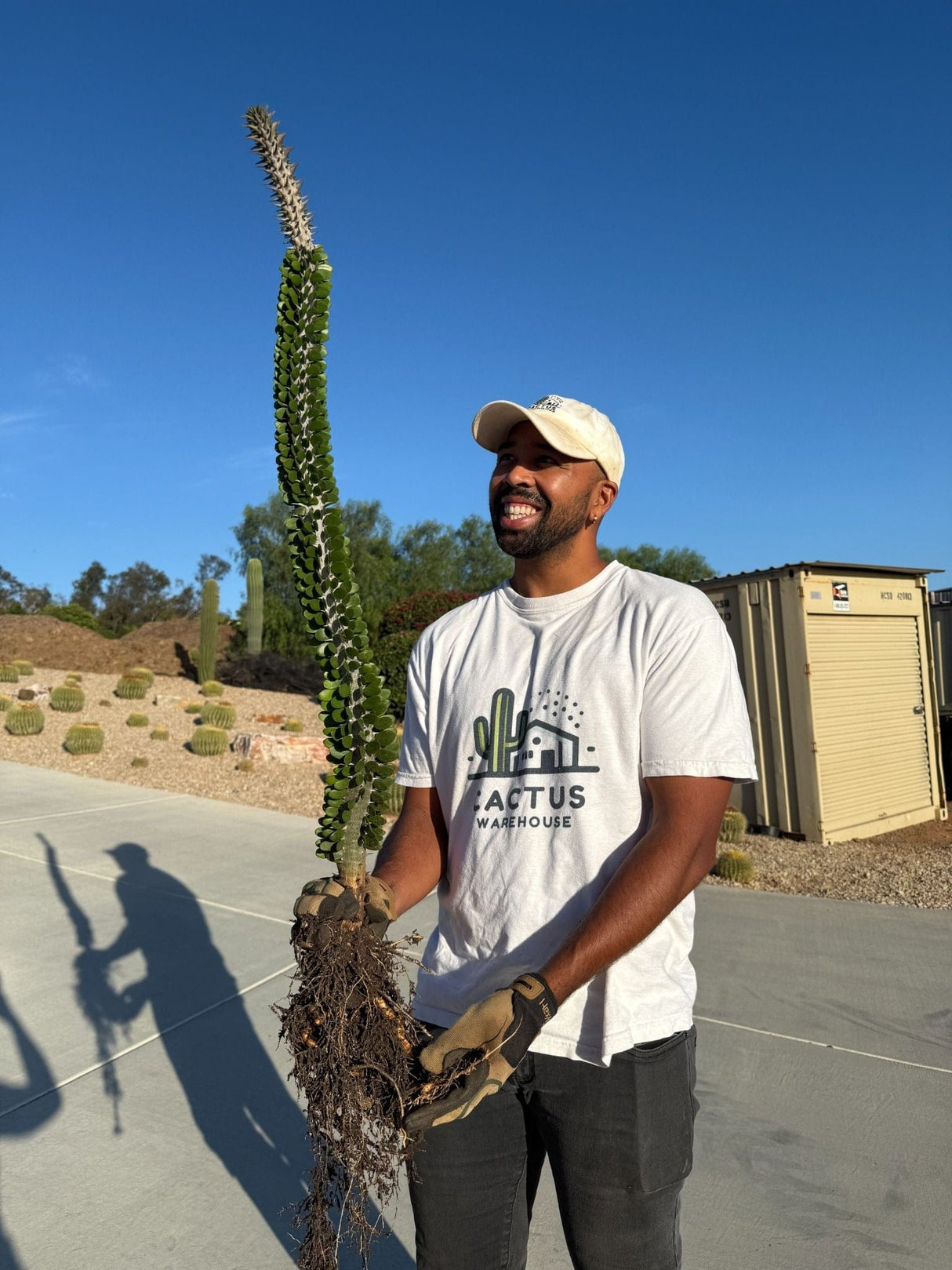 Bare root Madagascar Ocotillo cactus for landscapin