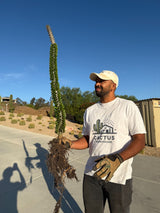 madagascar-ocotillo care