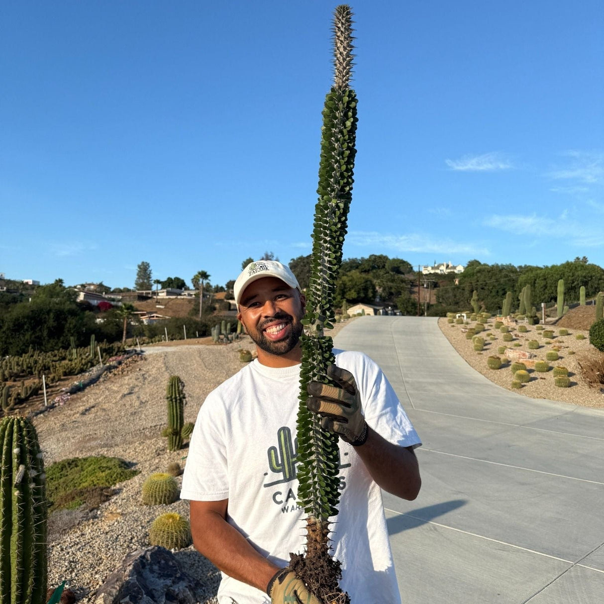 Bare-root Madagascar Ocotillo (Alluaudia procera) cactus held outdoors, showing size and roots