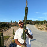 Bare-root Madagascar Ocotillo (Alluaudia procera) cactus held outdoors, showing size and roots