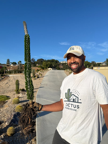 madagascar-ocotillo for sale 