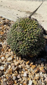 Mother of Hundreds Cactus Mammillaria compressa bare root clump with angular tubercles, exact plant for sale