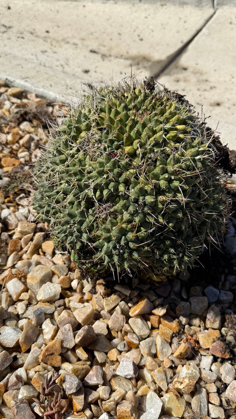 Mother of Hundreds Cactus Mammillaria compressa bare root clump with angular tubercles, exact plant for sale
