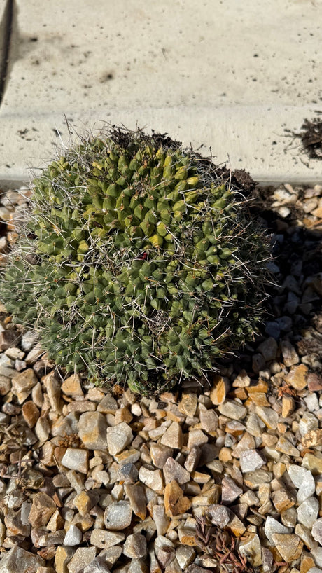 Mother of Hundreds Cactus Mammillaria compressa clump with flower bud, one of a kind specimen