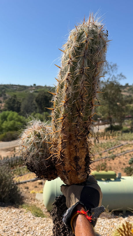 Old Man of the Andes Oreocereus celsianus bare root specimen with white hair and orange spines, exact plant for sale
