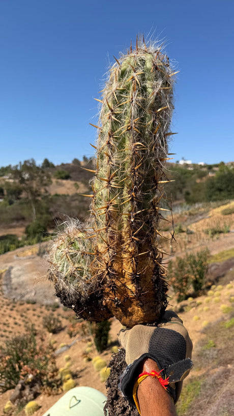 Old Man of the Andes Oreocereus celsianus column with side pup, bare root one of a kind specimen