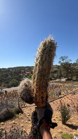 Old Man of the Andes Oreocereus celsianus held up at the nursery, exact plant for sale