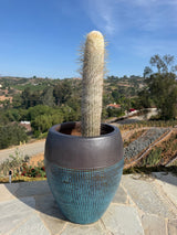 Espostoa lanata Peruvian Old Man Cactus wrapped in dense white wool with amber spines