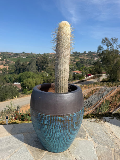 Espostoa lanata Peruvian Old Man Cactus wrapped in dense white wool with amber spines