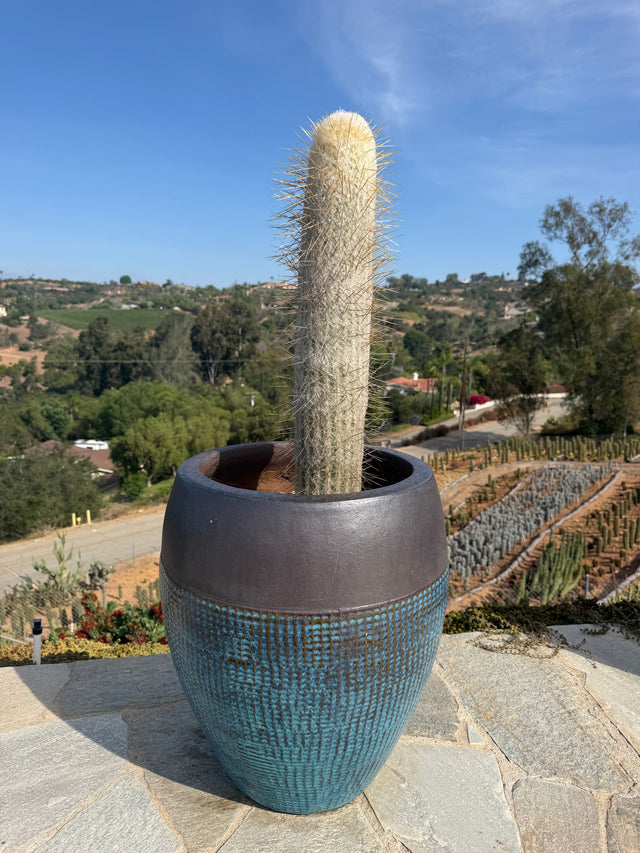 Espostoa lanata Peruvian Old Man Cactus wrapped in dense white wool with amber spines
