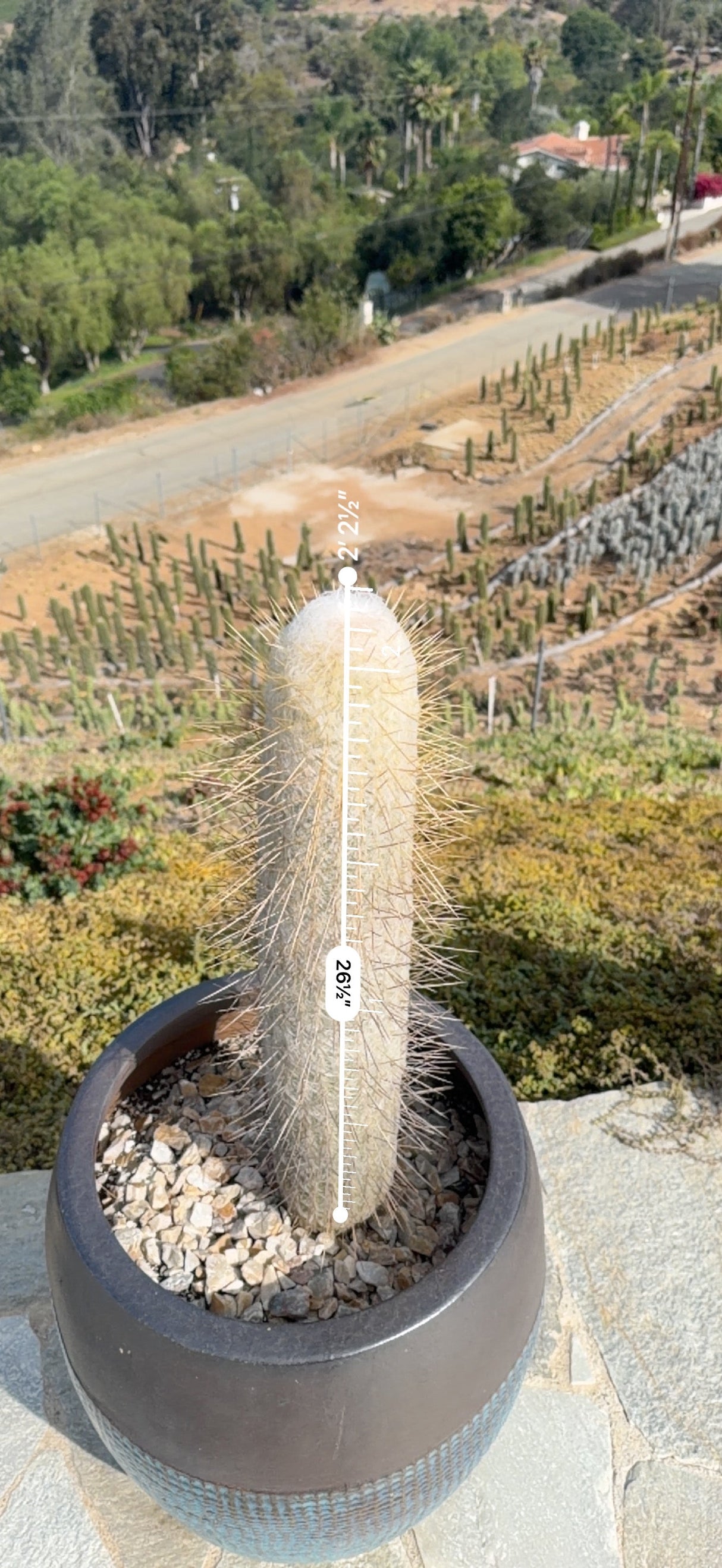Peruvian Old Man Cactus measured at about 26.5 inches tall with an AR ruler