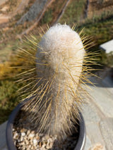Close view of the woolly crown and amber spines on Espostoa lanata