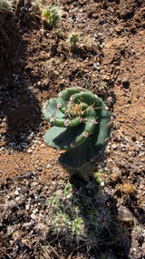 Top down view of the Spiral Cactus showing the ribs winding around the crown
