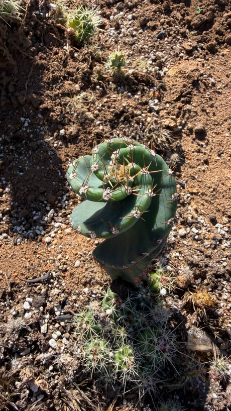 Top down view of the Spiral Cactus showing the ribs winding around the crown