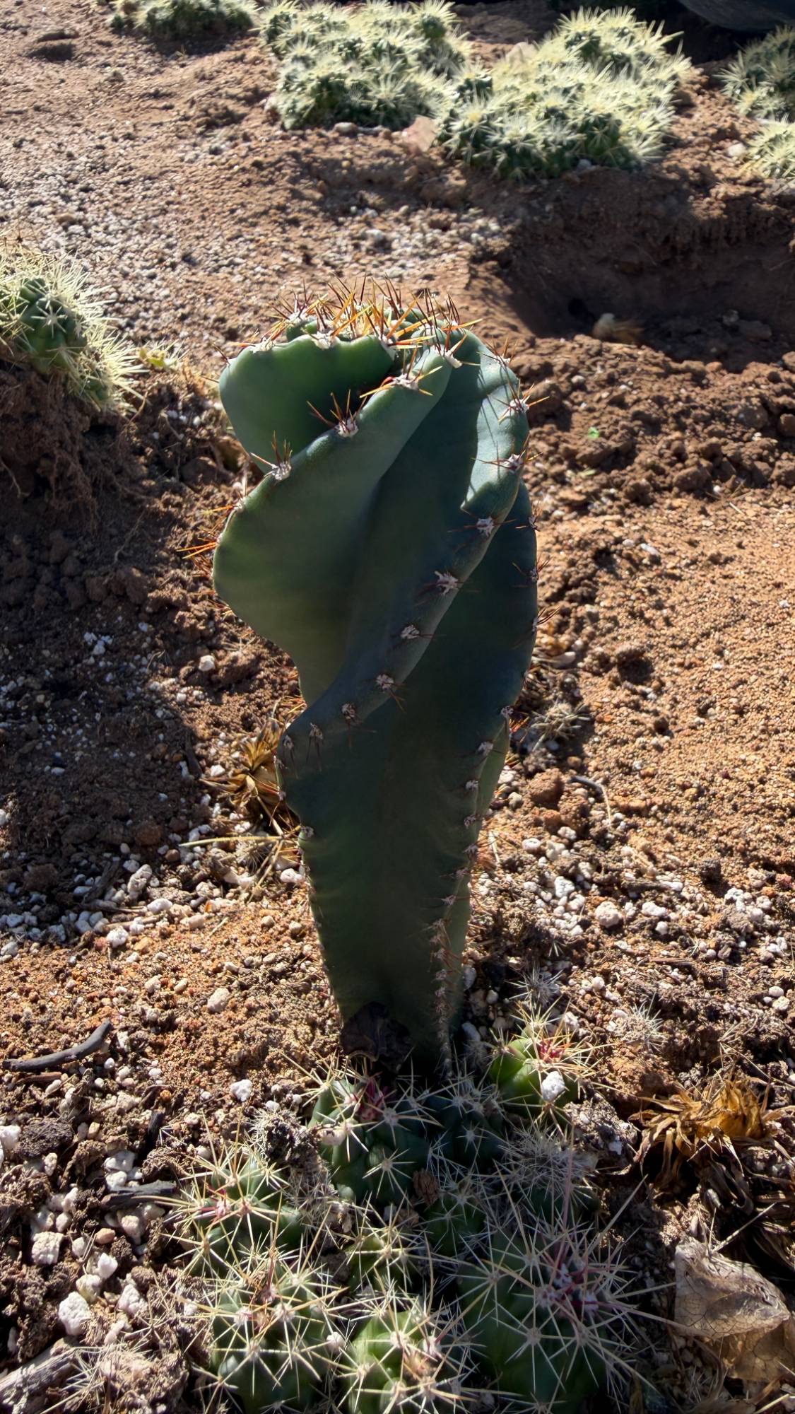 One of a kind Spiral Cactus Cereus forbesii Spiralis about 6 inches tall with twisting blue green ribs