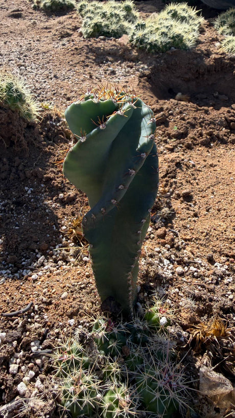 One of a kind Spiral Cactus Cereus forbesii Spiralis about 6 inches tall with twisting blue green ribs
