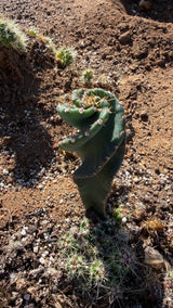 Side view of the Spiral Cactus twist and amber spines