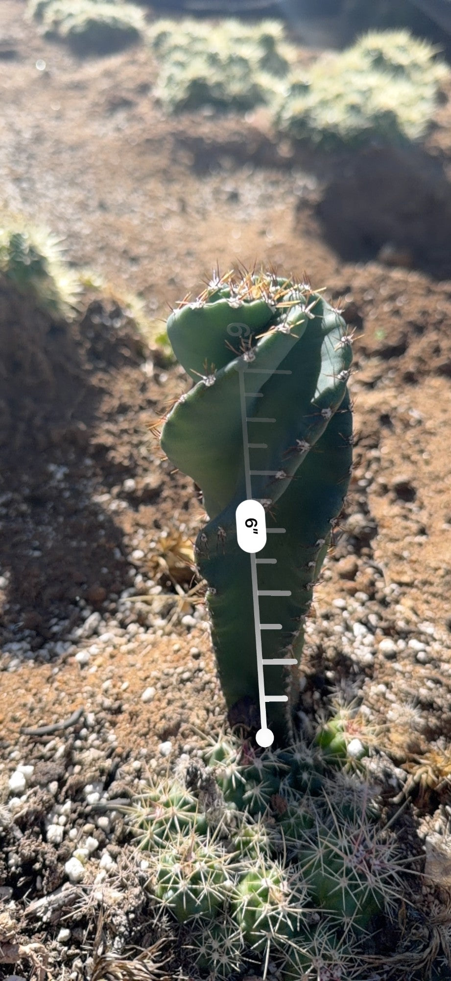 Spiral Cactus measured at about 6 inches tall