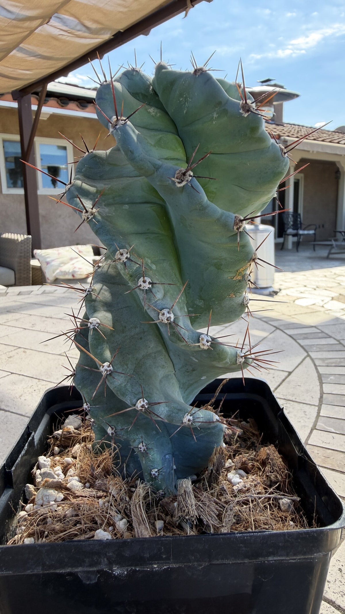 One of a kind Spiral Cactus Cereus forbesii Spiralis 8 inches tall at Cactus Warehouse