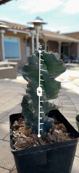 Spiral Cactus measured at 8 inches tall