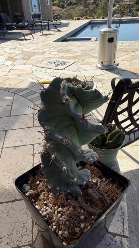 Spiral Cereus side view showing the twisted blue green ribs