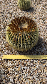 One of a kind Golden Barrel cactus Echinocactus grusonii about 16 inches across with a yardstick at Cactus Warehouse