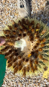 Crown of the Golden Barrel cactus packed with dried seed pods and a fresh yellow bud
