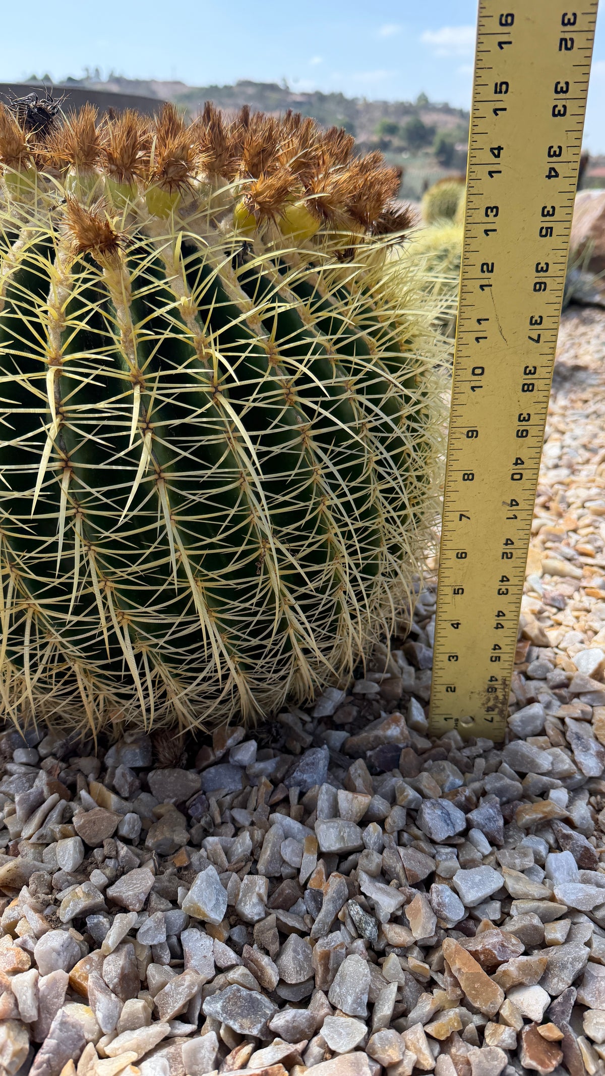 Golden Barrel cactus measured at about 15 inches tall with a yardstick