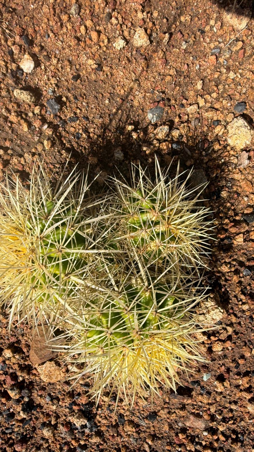 One of a kind three head Golden Barrel cactus cluster Echinocactus grusonii about 5 inches across growing in the ground at Cactus Warehouse