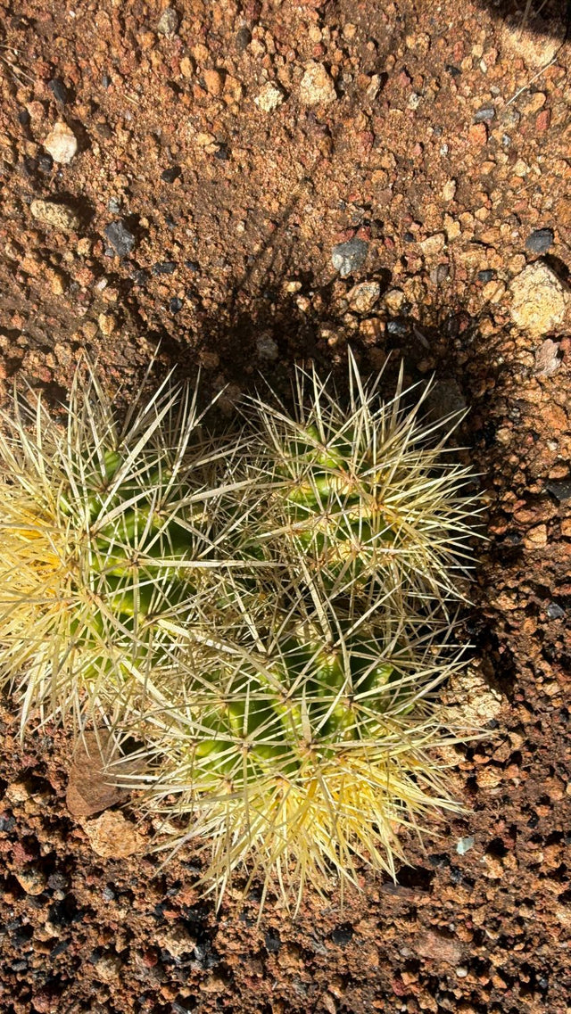 One of a kind three head Golden Barrel cactus cluster Echinocactus grusonii about 5 inches across growing in the ground at Cactus Warehouse
